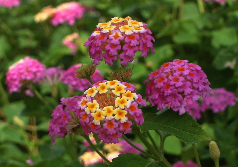 Hoa ngũ sắc chữa viêm xoang hiệu quả đến không ngờ 2