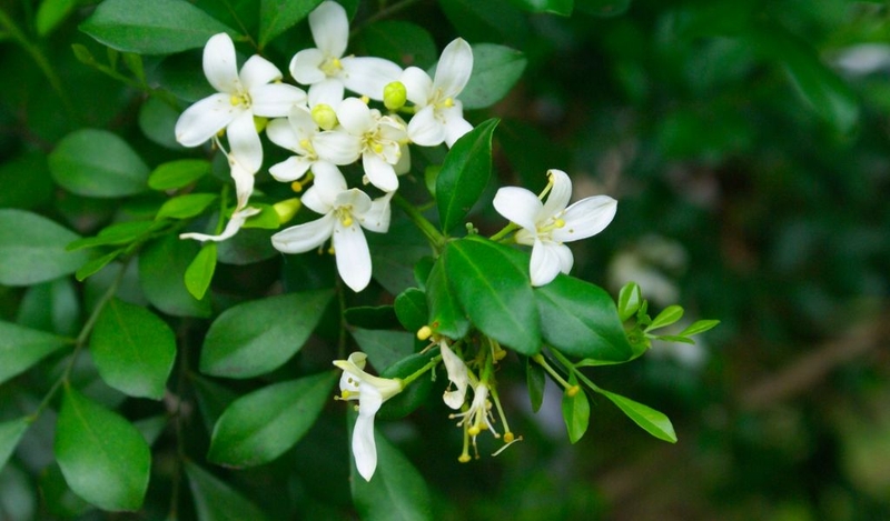 Hoa nguyệt quế có uống được không? Lợi ích của trà hoa nguyệt quế 3