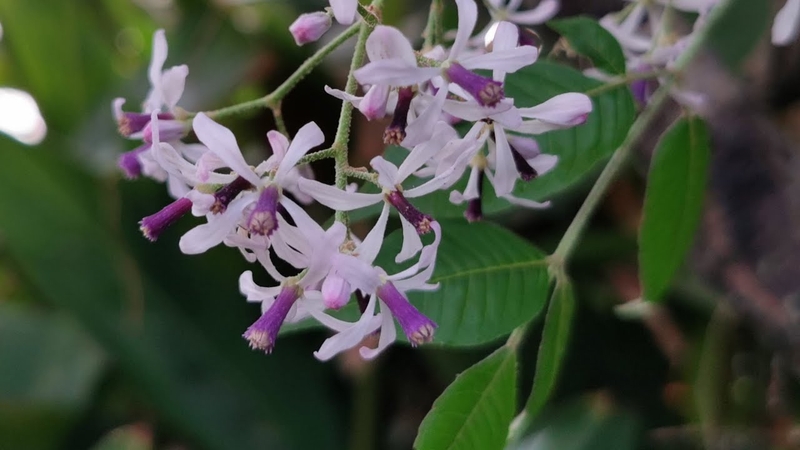 Tác dụng của hoa sầu đâu