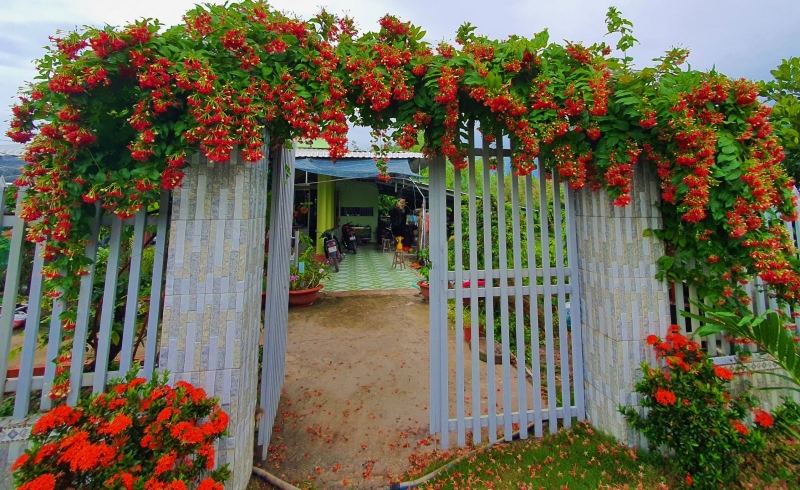 Cây sử quân tử - loài hoa thường được trồng trang trí có nhiều công dụng chữa bệnh