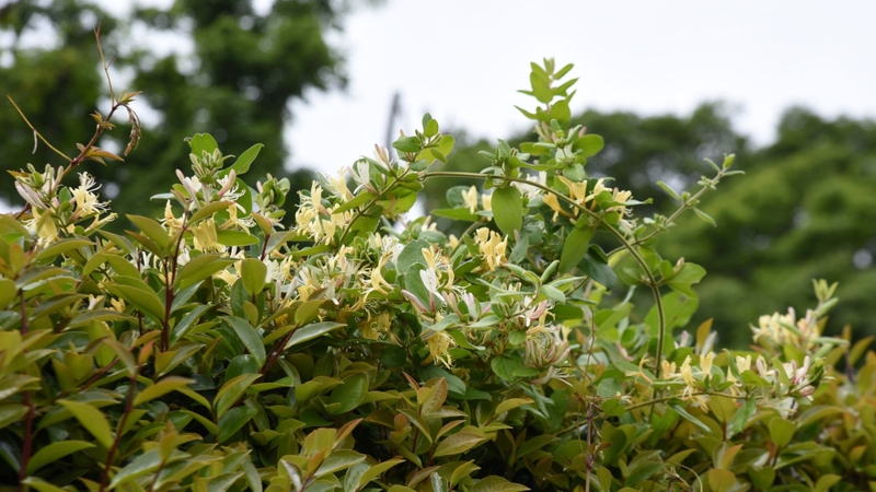 Hoa thiên lý mọc thành chùm ở nách lá, có màu xanh vàng đến vàng nhạt khi nở