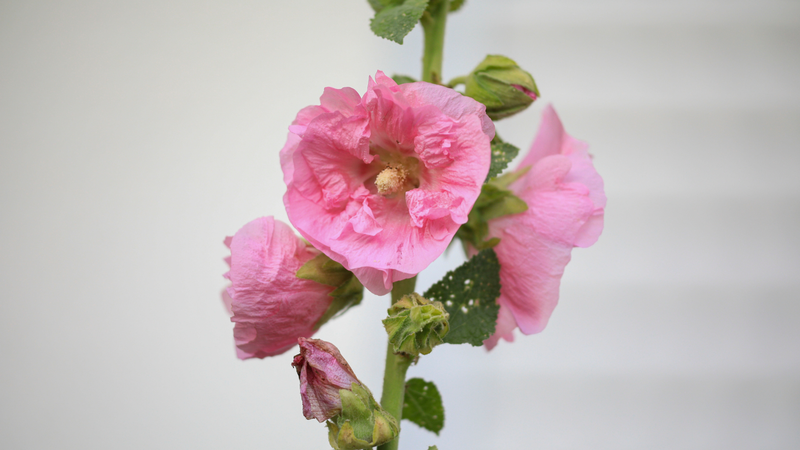 Hoa thục quỳ có tên gọi khác là mãn đình hồng