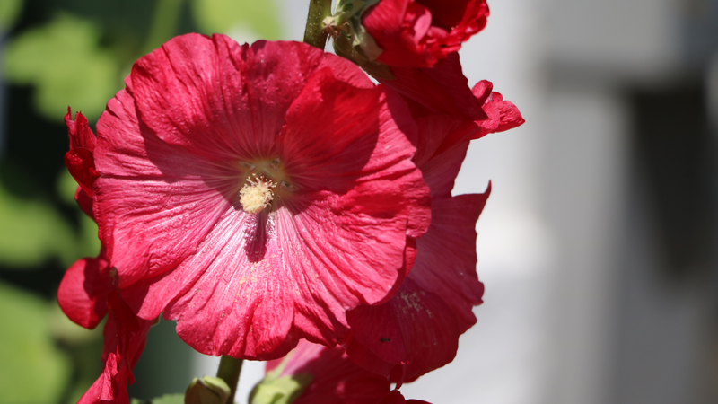 Hoa thục quỳ có tiềm năng hỗ trợ chuyển hóa