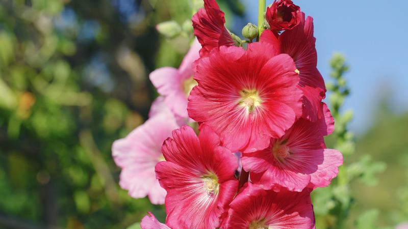 Nghiên cứu thực nghiệm cho thấy chiết xuất từ hoa thục quỳ có thể giúp chống viêm