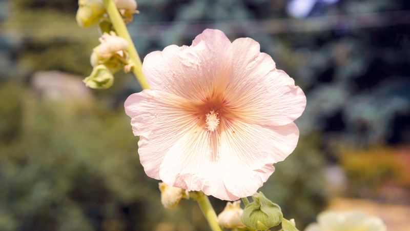 Không được tự ý sử dụng thục quỳ, cần tham khảo ý kiến của chuyên gia