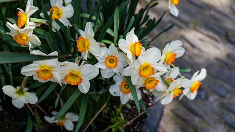 Hoa thủy tiên có độc không? Những điều cần biết trước khi trưng bày trong nhà