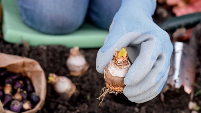 Độc tố trong hoa thủy tiên tập trung chủ yếu ở phần củ, với hàm lượng Lycorine cao