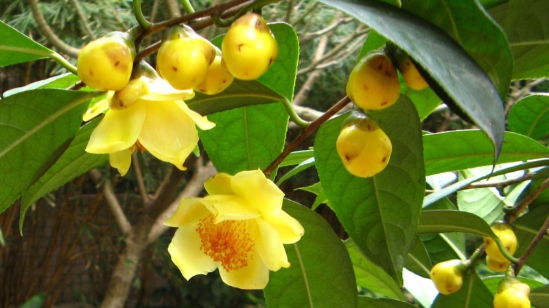 Hoa trà có tác dụng gì? Tìm hiểu về đặc điểm và công dụng của hoa trà 10