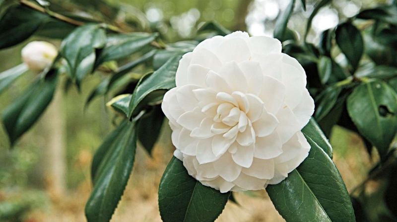 Hoa trà có tác dụng gì? Tìm hiểu về đặc điểm và công dụng của hoa trà 5