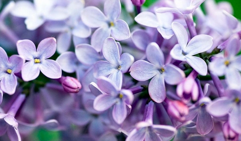 Hoa tử đinh hương: Công dụng và ý nghĩa của loài hoa xinh đẹp 1