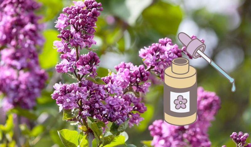 Hoa tử đinh hương: Công dụng và ý nghĩa của loài hoa xinh đẹp 2