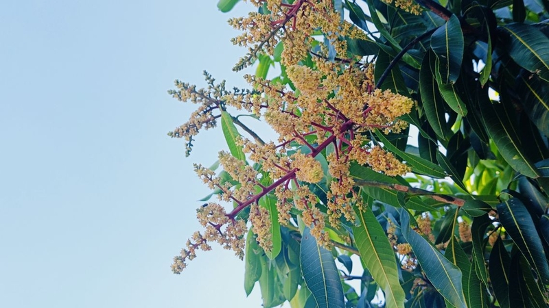 Các hợp chất thực vật mang đến lợi ích nhất định của hoa xoài với sức khỏe