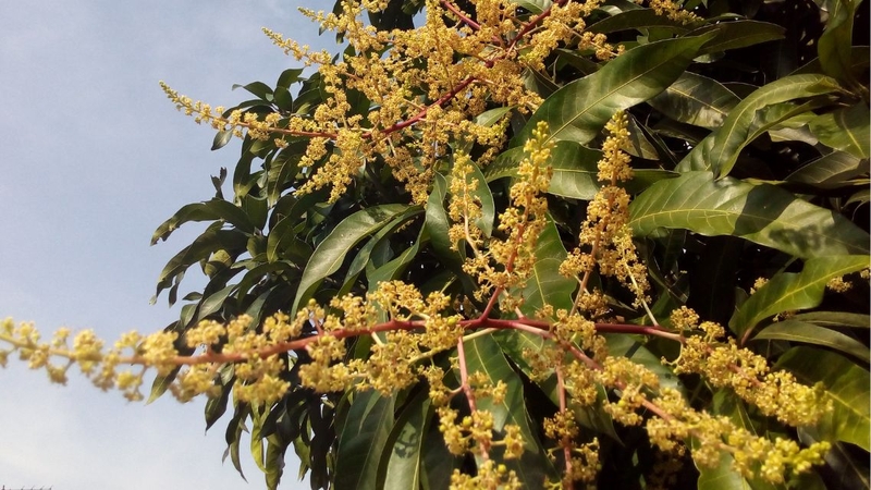 Nhiều người còn chưa biết đến những lợi ích sức khỏe của hoa xoài