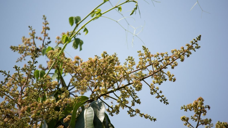 Không nên dùng hoa xoài thay thế các phương pháp điều trị y khoa
