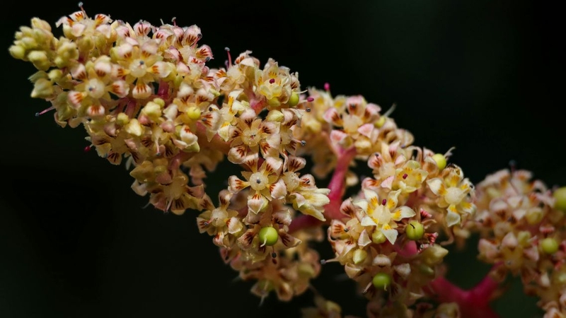 Hoa xoài được sử dụng trong nhiều bài thuốc dân gian