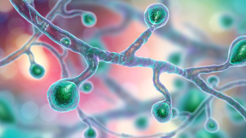 Hoại tử bã đậu: Triệu chứng, nguyên nhân và giải pháp điều trị 1