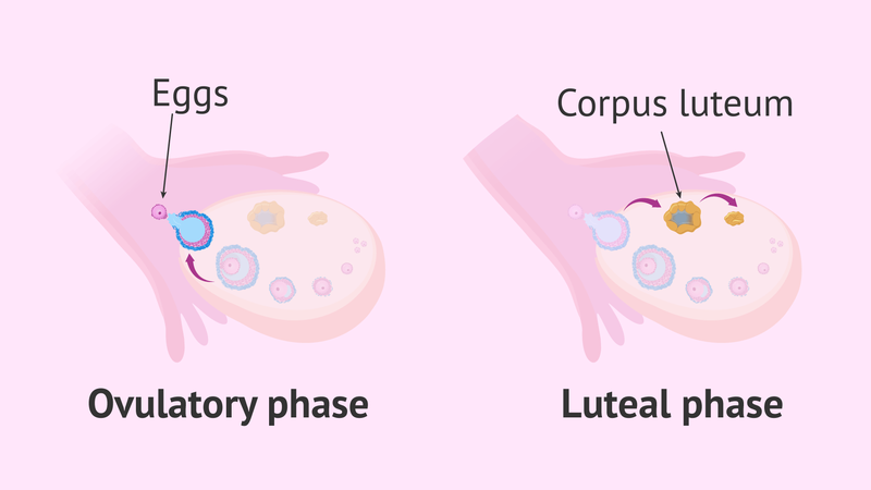 hoang-the-corpus-luteum-la-gi 2
