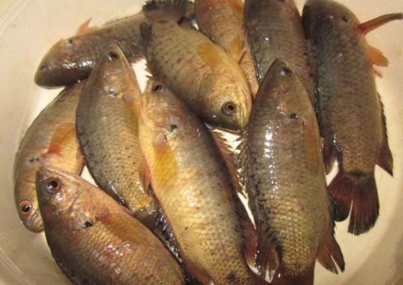 Học 3 cách nấu cháo cá rô đồng cho bé ăn dặm không tanh chỉ mất 5 phút&nbsp; 1