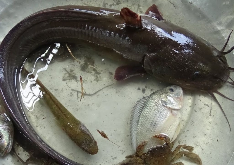 Học ngay cách nấu cháo cá ngát cho bé ăn dặm giúp con tăng cân vùn vụt 1