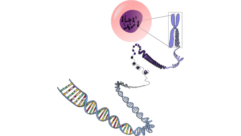 Hội chứng Lynch có là gì?
