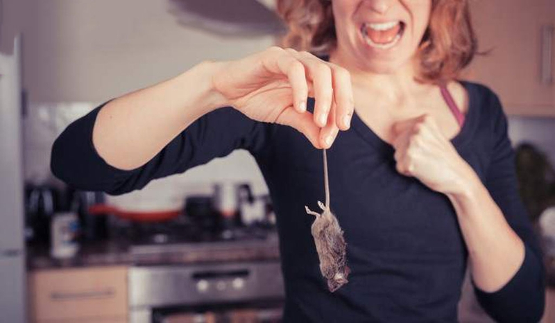 Hội chứng sợ chuột và những cách khắc phục 2