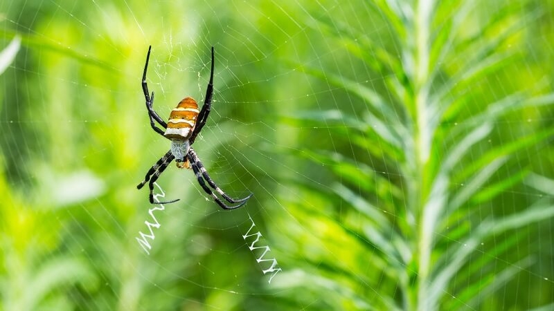 Hội chứng sợ nhện có cách nào khắc phục không?  3