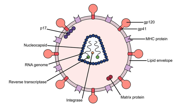 Hội chứng suy giảm miễn dịch: Triệu chứng, điều trị và phòng ngừa 4