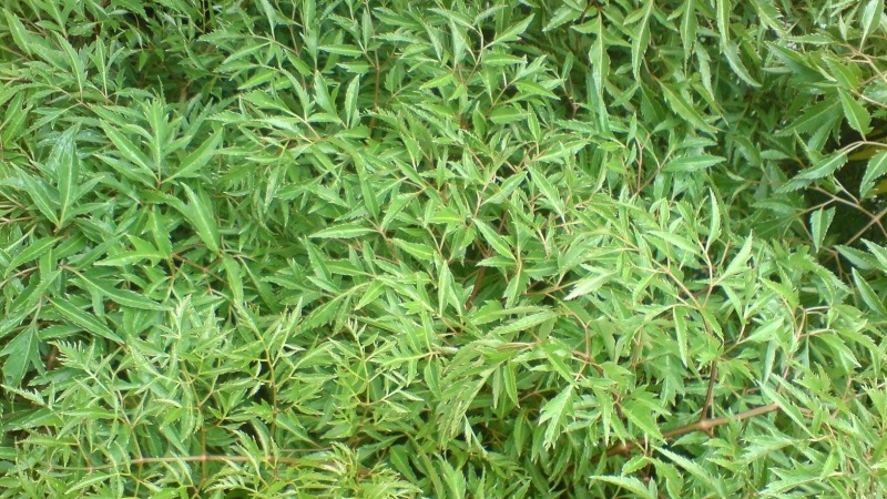 Hỏi đáp: Người bị huyết áp thấp có uống được lá đinh lăng không? 2