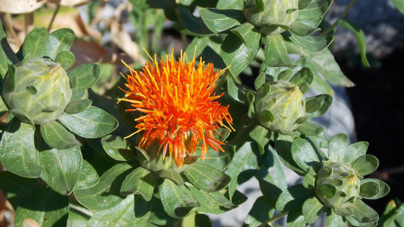 Hồng hoa - vị thuốc quý của Y học cổ truyền 1