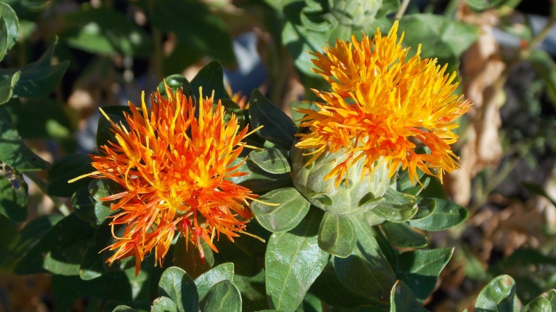 Cao hồng hoa: Vị thuốc quý của phụ nữ 2.jpg