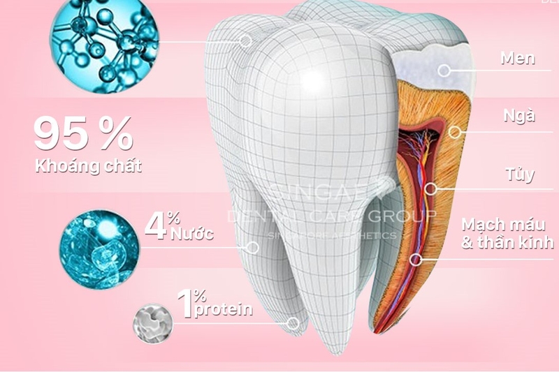 Lớp men răng bọc ngoài cùng của răng