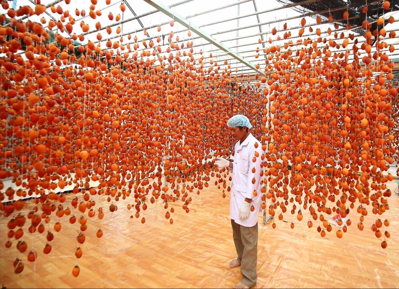 Hồng treo gió bị mốc có ăn được không? 7 lợi ích khi ăn hồng treo gió 1