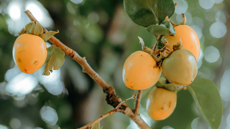 Hồng trứng có hình dáng quả tròn thuôn giống như quả trứng gà