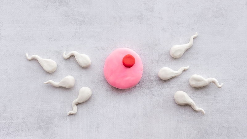 Hợp tử là gì? Vai trò sinh học của hợp tử trong quá trình phát triển phôi thai 2