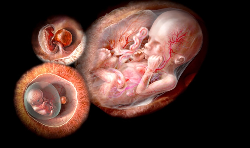 HPL là gì? Nguồn gốc và ý nghĩa của xét nghiệm HPL 3