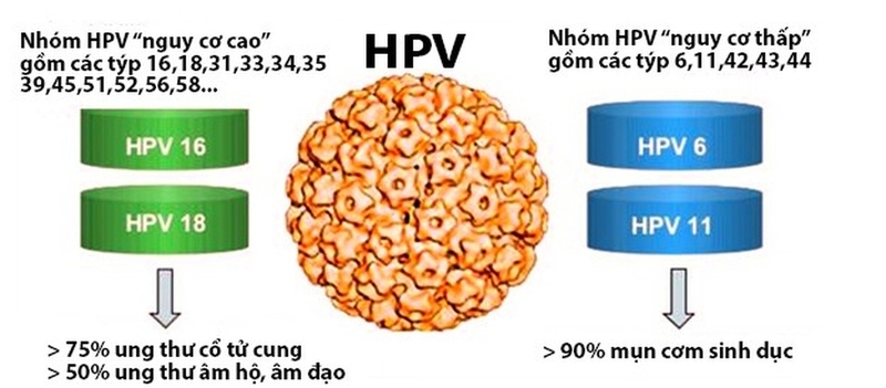 HPV tự đào thải sau 2 năm có đúng không?