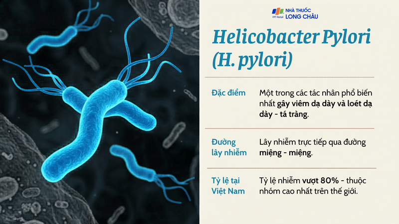H.pylori - tác nhân phổ biến nhất gây viêm dạ dày và loét dạ dày - tá tràng
