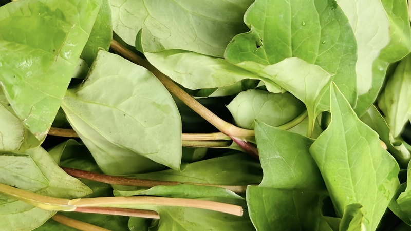 100g-rau-diep-ca-bao-nhieu-calo-thanh-phan-dinh-duong-va-luu-y-khi-su-dung