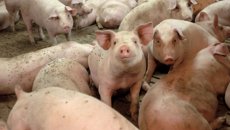 Thịt lợn có mùi hôi ăn được không? Một số cách khử mùi thịt lợn hôi 1