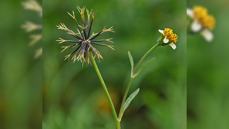 Cây Đơn kim – loài cỏ dại dùng làm thuốc 2