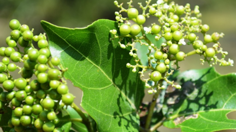 Cây Vọng cách – loài rau bảo vệ gan 2