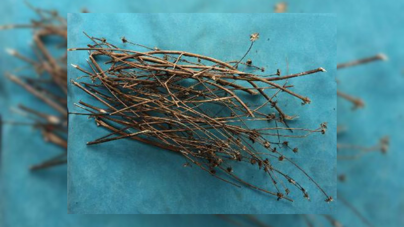Cây Đơn kim – loài cỏ dại dùng làm thuốc 3