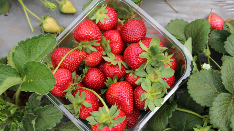 7 thực phẩm giàu vitamin C hơn cả chanh và cam 1