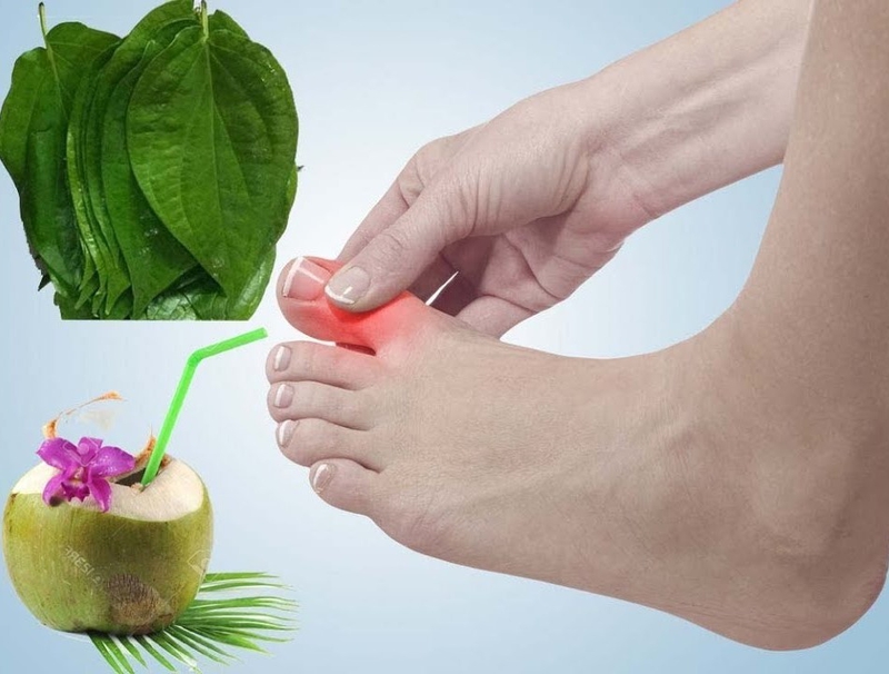 Chữa bệnh gout bằng lá trầu đơn giản mà cực kỳ khoa học - 3