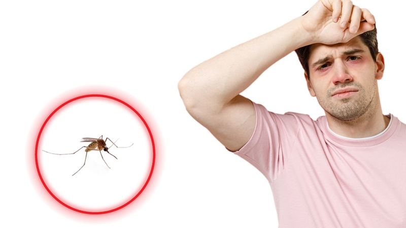 9 bệnh do muỗi gây ra ai cũng nên biết để phòng bệnh 1