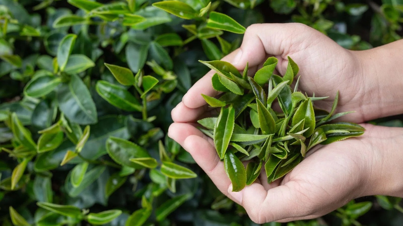 9 loại trà hỗ trợ giảm cân vào mùa đông tốt nhất 2
