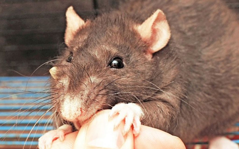 Bị chuột cắn có nên tiêm phòng dại không? Cách xử trí khi bị chuột cắn 1