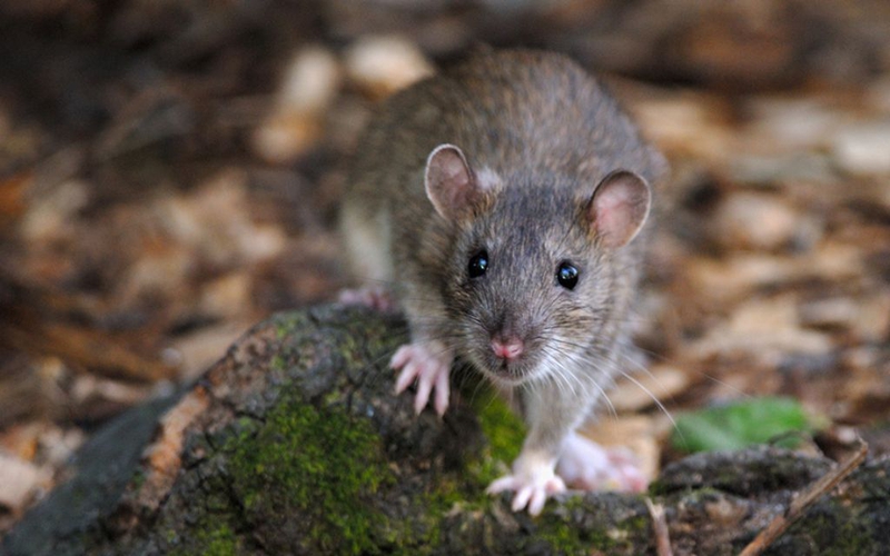 Bị chuột cắn có nên tiêm phòng dại không? Cách xử trí khi bị chuột cắn 2