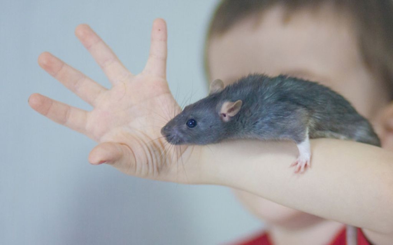 Bị chuột cắn có nên tiêm phòng dại không? Cách xử trí khi bị chuột cắn 4