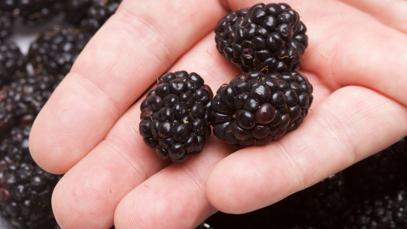 Tốt nhất nên ăn Boysenberry tươi nguyên quả